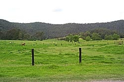 Colo