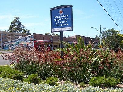 Telopea